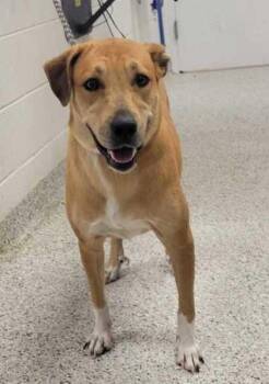 Pickles -  Mixed Breed Dog for Adoption in Kansas City, Missouri - Pickles | PetCurious