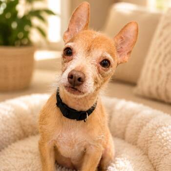 Pawchi -  Chihuahua Dog for Adoption in Phoenix, Arizona - Pawchi | PetCurious
