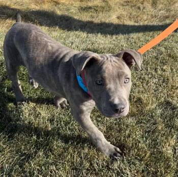 Ember -  Pit Bull Terrier Dog for Adoption in Colorado Springs, Colorado - Ember | PetCurious