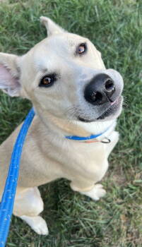 Rescue German Shepherd Dog Dogs for Adoption in Baltimore, Maryland - Kaya | PetCurious