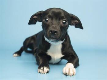 Chihuahua Dogs Available for Adoption in Phoenix, Arizona - GOOSE | PetCurious