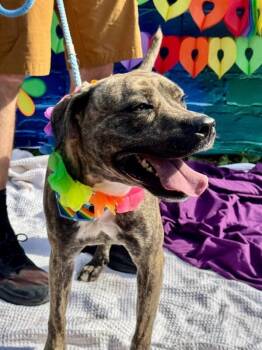 Cashew -  Mixed Breed Dog for Adoption in Cincinnati, Ohio - Cashew | PetCurious