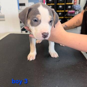 Bruce -  Pit Bull Terrier Dog for Adoption in Phoenix, Arizona - Bruce | PetCurious