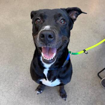 YORK-Stray-15825 -  Labrador Retriever and Mixed Breed Dog for Adoption in York, Pennsylvania - YORK-Stray-15825 | PetCurious
