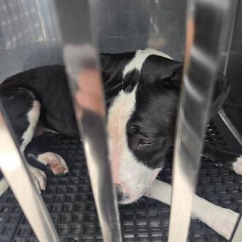 sweetie pie -  Mixed Breed Dog for Adoption in Philadelphia, Pennsylvania - Sweetie Pie | PetCurious