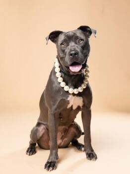 Pearl -  Mixed Breed Dog for Adoption in Atlanta, Georgia - Pearl | PetCurious