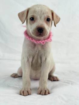 Zazu the lab mix puppy -  Labrador Retriever and Retriever Dog for Adoption in Muskego, Wisconsin - Zazu The Lab Mix Puppy | PetCurious