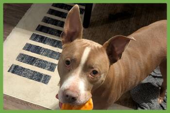 Rescue Pit Bull Terrier Dogs for Adoption in Amherst, Massachusetts - Percy J | PetCurious