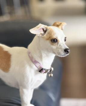 Bess 2026 -  Chihuahua and Mixed Breed Dog for Adoption in Brookshire, Texas - Bess 2026 | PetCurious