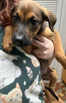 Buckwheat -  Black Mouth Cur Dog for Adoption in Newnan, Georgia - Buckwheat | PetCurious