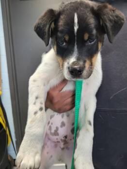 Hound Dogs Available for Adoption in Lawrenceville, Georgia - Pen 220 Ranger | PetCurious