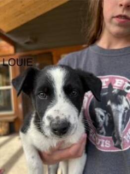 Rescue Border Collie and Australian Cattle Dog Blue Heeler Dogs for Adoption in Lewiston, Idaho - Louie **Courtesy Posting** | PetCurious