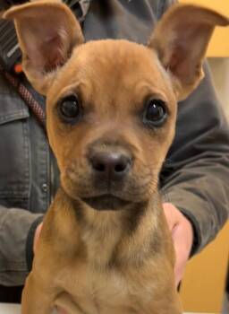 Mountain Cur Dogs Available for Adoption - BERRY | PetCurious