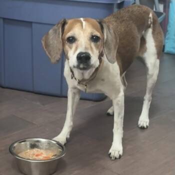 Daisy -  Beagle Dog for Adoption in Bolivia, North Carolina - Daisy | PetCurious