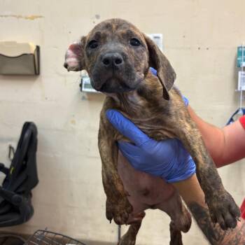 Bolt -  Pit Bull Terrier Dog for Adoption in Birmingham, Alabama - Bolt | PetCurious