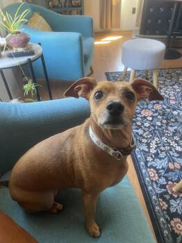 Chiweenie Dogs Available for Adoption in Lexington, Kentucky - Sally Mary | PetCurious