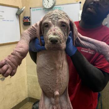 Casey -  Hound Dog for Adoption in Washington, District Of Columbia - Casey | PetCurious