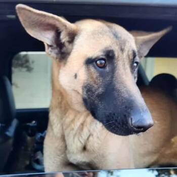 Rescue Belgian Shepherd Malinois Dogs for Adoption in Anderson, California - Lainey | PetCurious