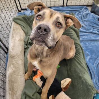 Mixed Breed Dogs Available for Adoption - Barbossa | PetCurious