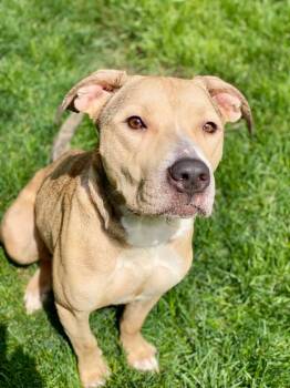 Labrador Retriever and Terrier Dogs Available for Adoption in Urbandale, Iowa - Lacey | PetCurious