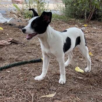Moo -  Rat Terrier and Terrier Dog for Adoption in Lancaster, California - Moo | PetCurious