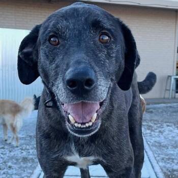 Rescue Catahoula Leopard Dog and Labrador Retriever Dogs for Adoption in Oklahoma City, Oklahoma - Spruce | PetCurious