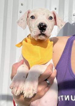 Karlie’s pups -  Boxer and American Staffordshire Terrier Dog Available for Adoption in Hiawatha, Kansas - Karlie’s Pups | PetCurious