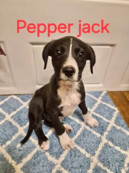 Labrador Retriever Dogs Available for Adoption in Manchester, Connecticut - Pepper Jack | PetCurious