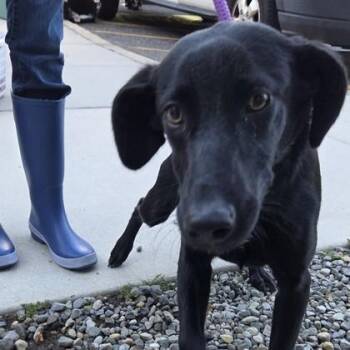 Nylah -  Labrador Retriever and Mixed Breed Dog for Adoption in Voorhees Township, New Jersey - Nylah | PetCurious