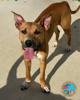Billy -  Pit Bull Terrier Dog for Adoption in Mobile, Alabama - Billy | PetCurious