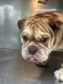 Mixed Breed Dogs Available for Adoption in Dallas, Texas - BORUS | PetCurious