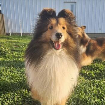 Julia -  Shetland Sheepdog Sheltie Dog for Adoption in Ramsey, Indiana - Julia | PetCurious