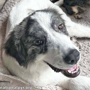 Koby in FL - Playful & Friendly Tripod -  Great Pyrenees Dog for Adoption in Beacon, New York - Koby In FL - Playful & Friendly Tripod | PetCurious