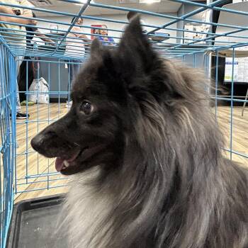 Milo -  Pomeranian Dog for Adoption in Newark, New Jersey - Milo | PetCurious