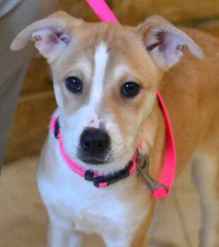 Pippa -  Jack Russell Terrier Dog for Adoption in Memphis, Tennessee - Pippa | PetCurious