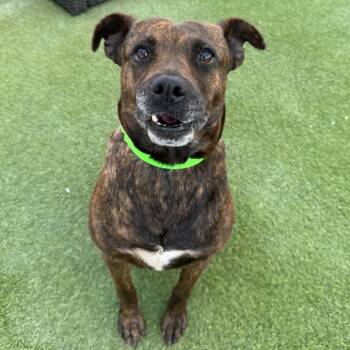Sammy -  Terrier Dog for Adoption in San Diego, California - Sammy | PetCurious