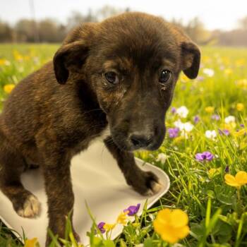Mixed Breed Dogs Available for Adoption in Hinesville, Georgia - Caper | PetCurious
