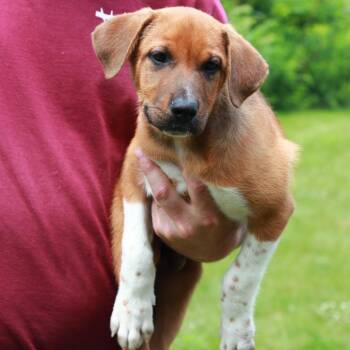 CT Jacobs -  Labrador Retriever and Mixed Breed Dog for Adoption in Eastford, Connecticut - CT Jacobs | PetCurious