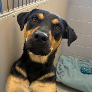 Nelly -  Rottweiler and Mixed Breed Dog Available for Adoption in Taos, New Mexico - Nelly | PetCurious