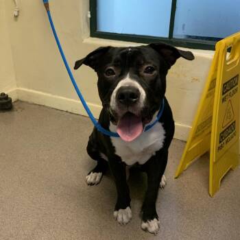 Moe -  Pit Bull Terrier Dog for Adoption in Pasadena, California - Moe | PetCurious