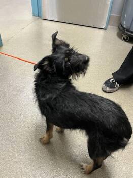 Terrier and Mixed Breed Dogs Available for Adoption in Las Vegas, Nevada - TORI | PetCurious