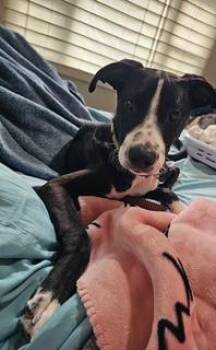 Rescue Border Collie Dogs for Adoption in Monroe, Virginia - Kraine | PetCurious