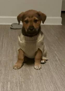 Australian Shepherd and Shepherd Dogs Available for Adoption - Dierks-Nick Of Time Litter | PetCurious