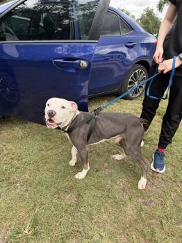 Pawl -  American Bulldog Dog for Adoption in Lakeland, Florida - Pawl | PetCurious