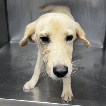 Vaughn -  Yellow Labrador Retriever and Catahoula Leopard Dog Dog for Adoption - Vaughn | PetCurious