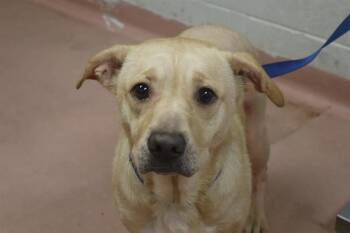OLIVIA JUNE -  Mixed Breed Dog for Adoption in Columbia, South Carolina - OLIVIA JUNE | PetCurious