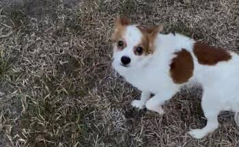Xaden -  Chihuahua and Papillon Dog for Adoption in The Woodlands, Texas - Xaden | PetCurious