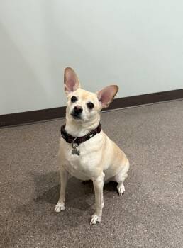 Chihuahua Dogs Available for Adoption in Sault Ste. Marie, Michigan - Duke  | PetCurious