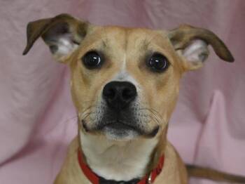 Pit Bull Terrier Dogs Available for Adoption in Portland, Oregon - Sundae | PetCurious