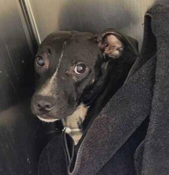 Harrison -  Pit Bull Terrier and Mixed Breed Dog for Adoption in Kansas City, Missouri - Harrison | PetCurious